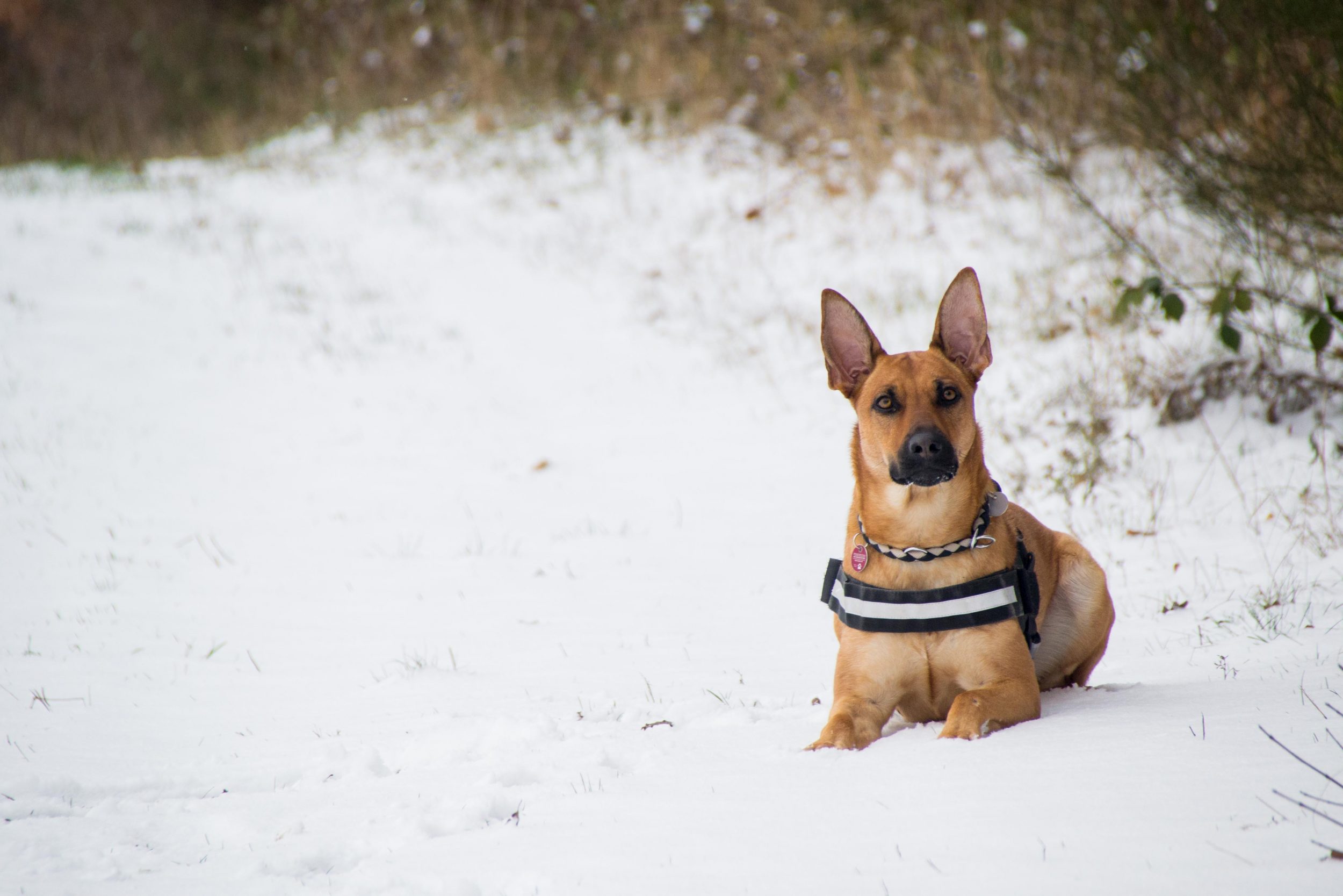Hund im schnee